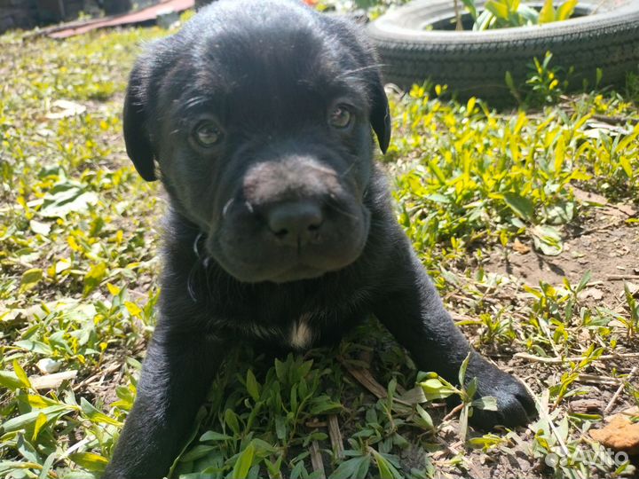 Лабрадор ретривер