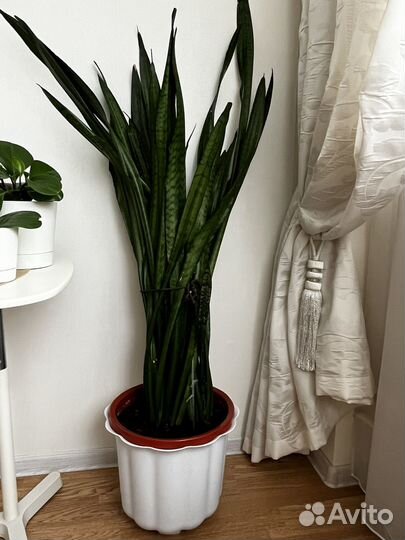 Сансевиерия