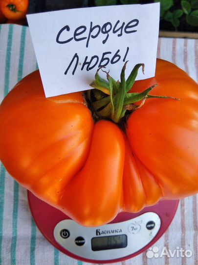 Семена коллекционных томатов Минусинских сортов