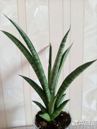 Сансевиерия сортовая