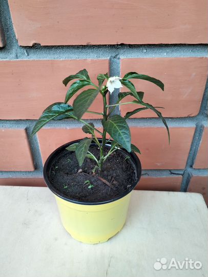 Рассада томатов, острого перчика