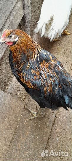 Петух порода московская чёрная и легорн