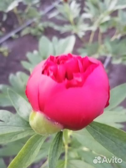 Корни пионов