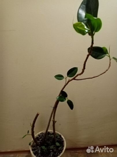 Фикусы бенджамина