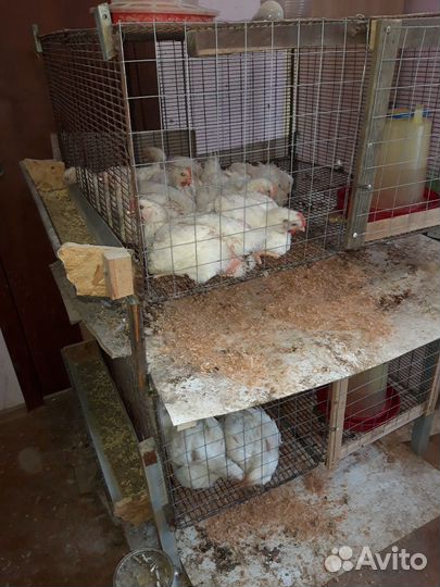 Продам клетки для бролеров