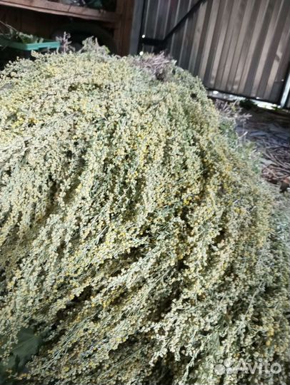 Полынь горькая