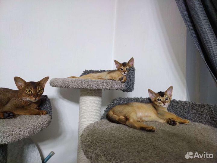 Абиссинская