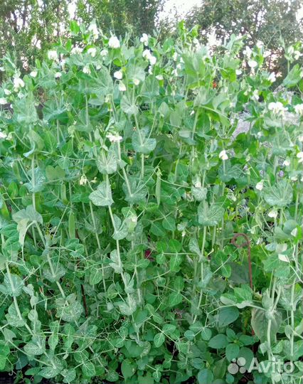 Семена гороха крупноплодного