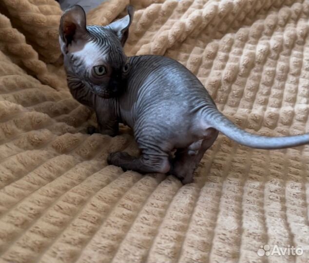 Сфинкс двэльф