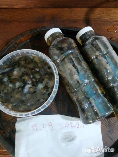 Трепанг на меду, свежий и только качество пять бал