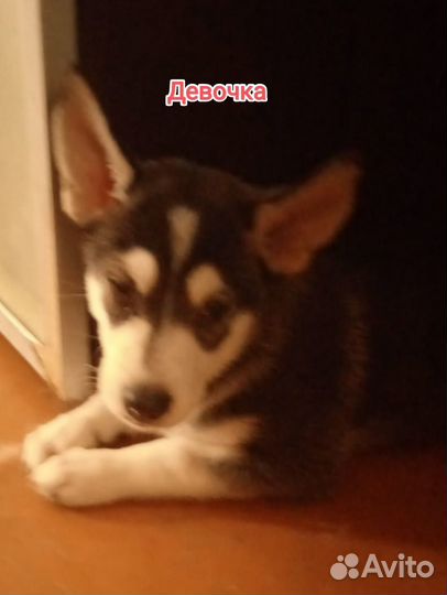 Щенки метисы