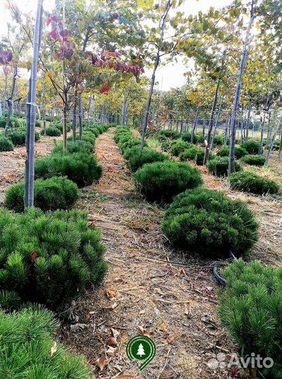 Сосна горная с доставкой