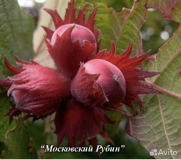 Саженцы фундука