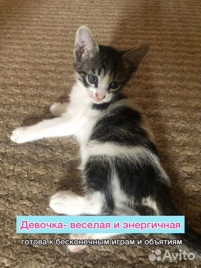 Котята отдам бесплатно