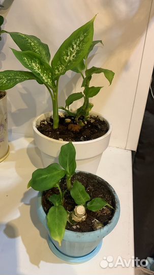 Комнатные растения