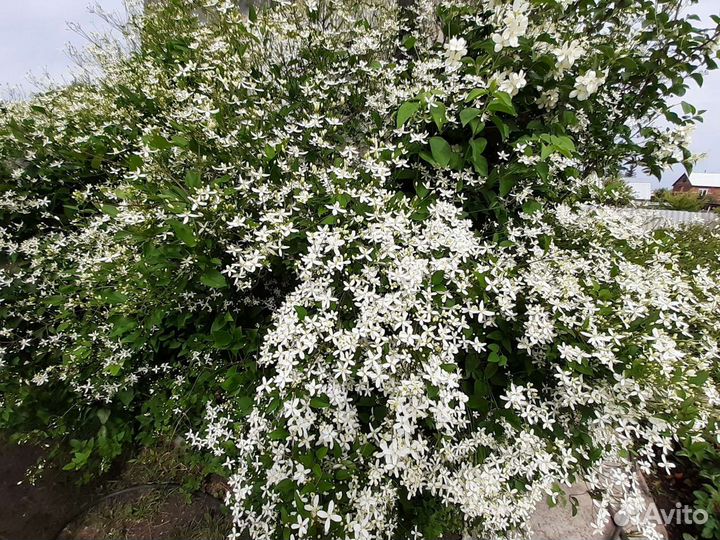 Садовые многолетники