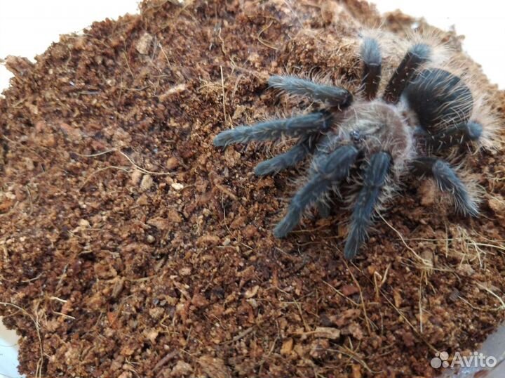 Пауки птицееды