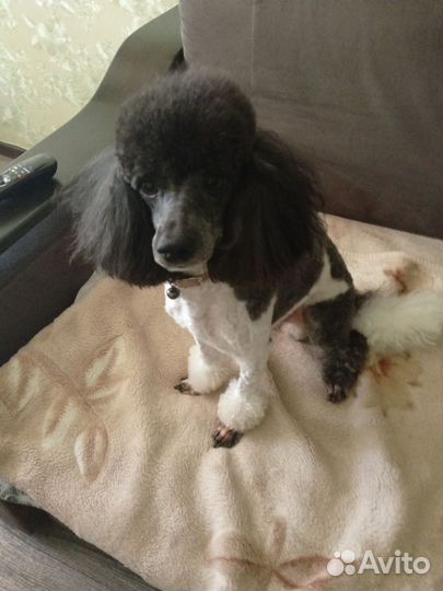 Той-пуделята