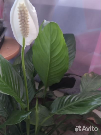 Комнатные цветы