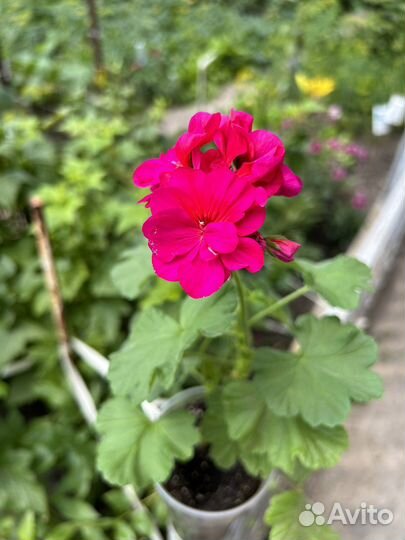 Герань, кислица