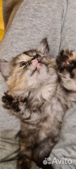 Котята бесплатно