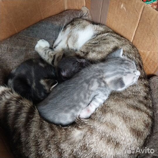 Котята 24.07.2024