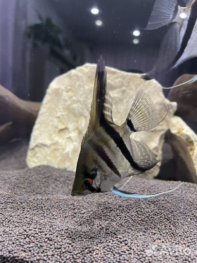 Рыбки скалярии