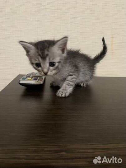 Котята в добрые ручки