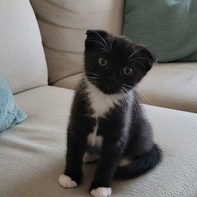 Шотландский вислоухий короткошёрстный котёнок