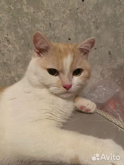 Кот в добрые руки