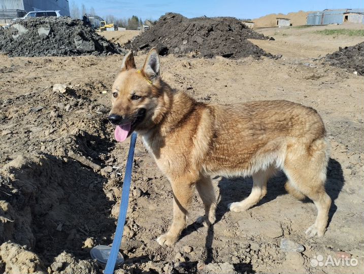 Собачка Девочка