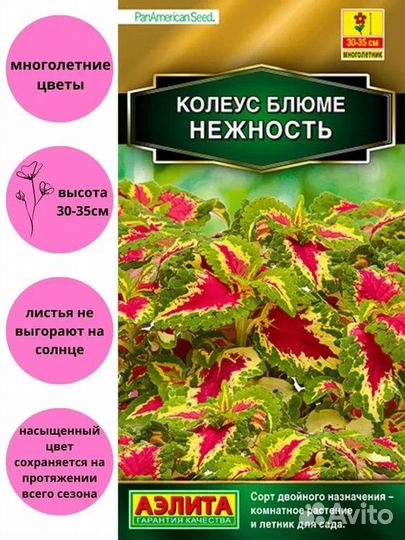 Колеус блюме нежность