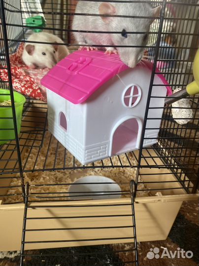Домик для грызунов