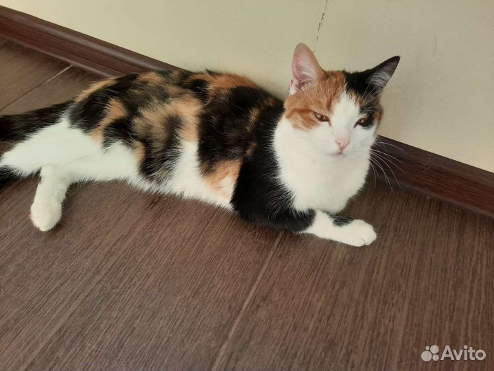 Кошечка в добрые руки