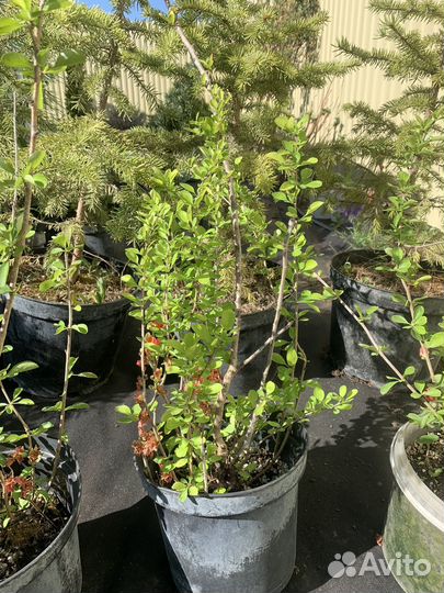 Айва японская