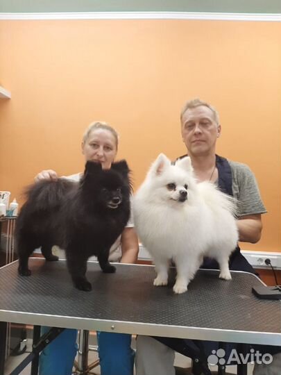 Стрижка собак, кошек, экспресс-линька.Lucky Собаки