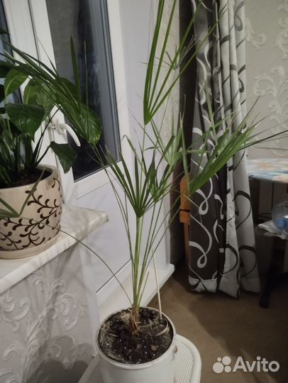 Драцена маргината