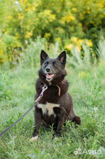 Собаки из приюта в добрые руки