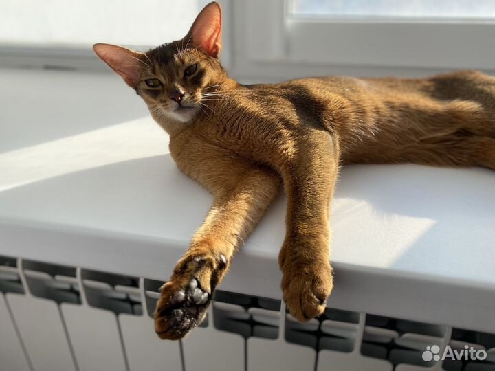 Котята Абиссинской породы