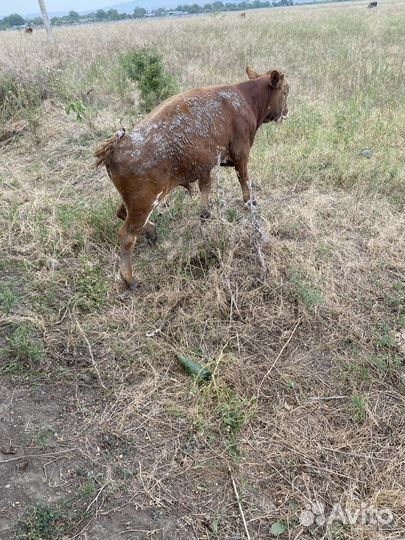 Бычки подсосные