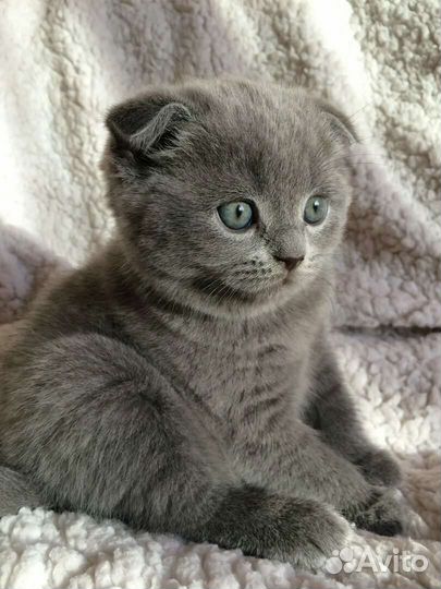 Шотландские котята