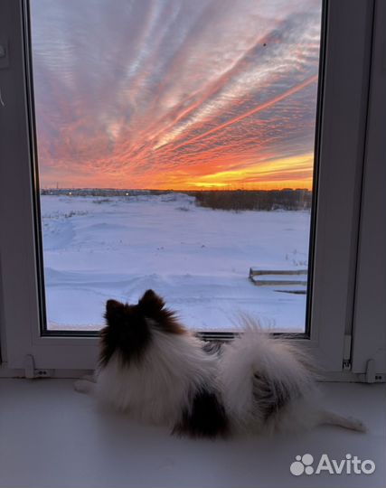 Мини шпиц на вязку (померанский)