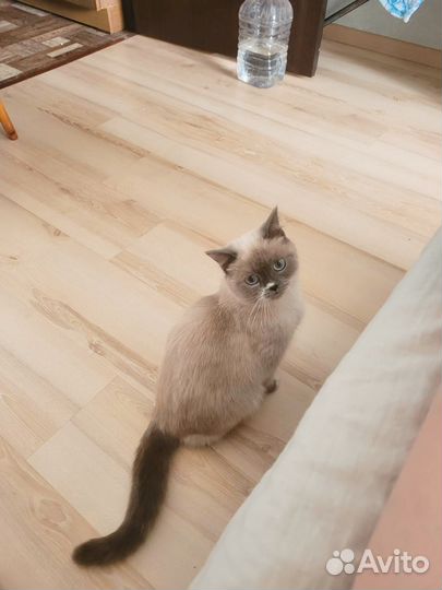 Кошечка ищет самые лучшие ручки