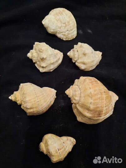 Морская звезда, морские раковины камни