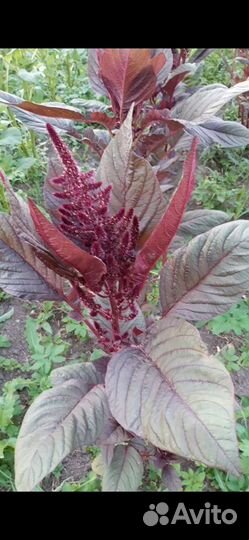 Семена Амарант чайный- Валентина