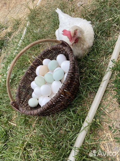 Куры несушки. Оптом. Доминант