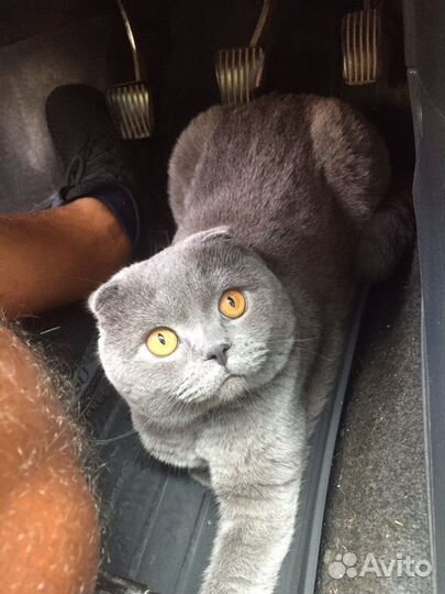 Шотландский кот вязка случка