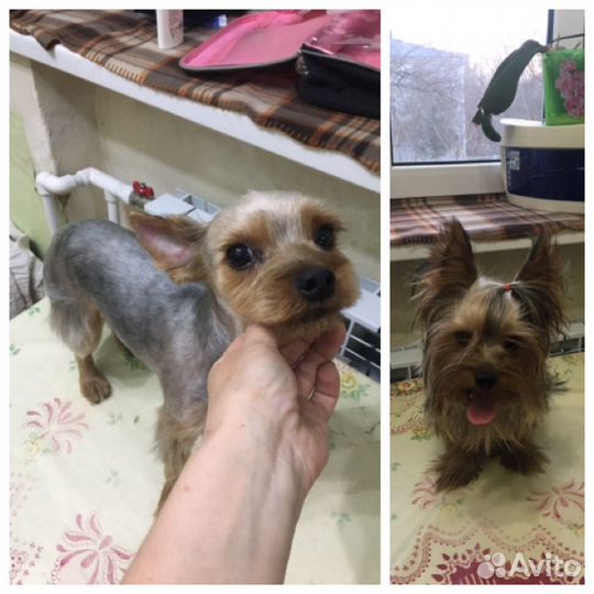 Стрижка кошек и собак