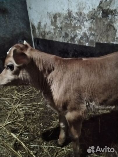 Джерсийский бычок