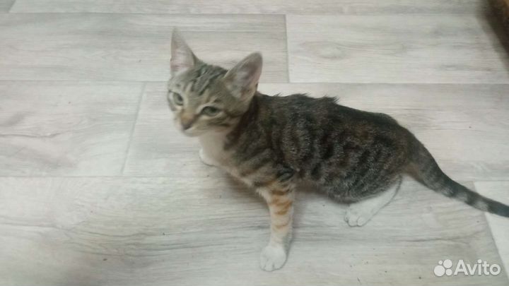 Кошки в добрые руки бесплатно